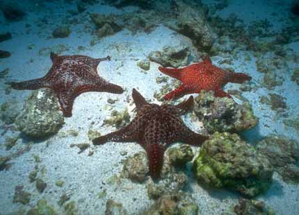 [Galapagos_SeaStar_01-3Starfishes.jpg]