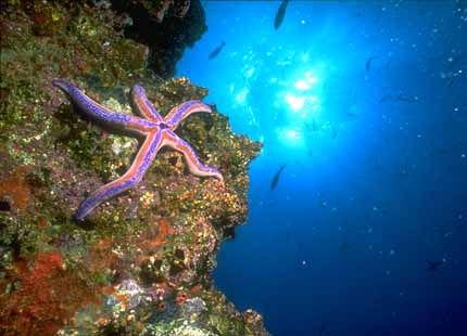 [Galapagos_SeaStar_02-Starfish.jpg]