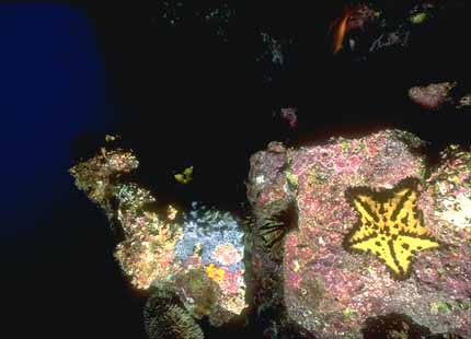 [Galapagos_SeaStar_03-YellowStarfish.jpg]