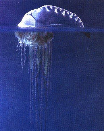 [JellyFish-PortugueseMan-of-War.jpg]