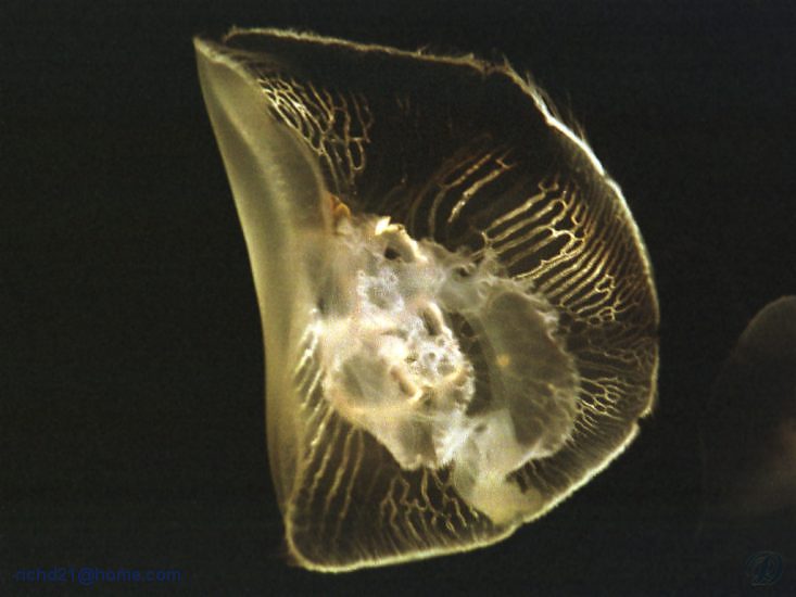 [Jellyfish1F.jpg]