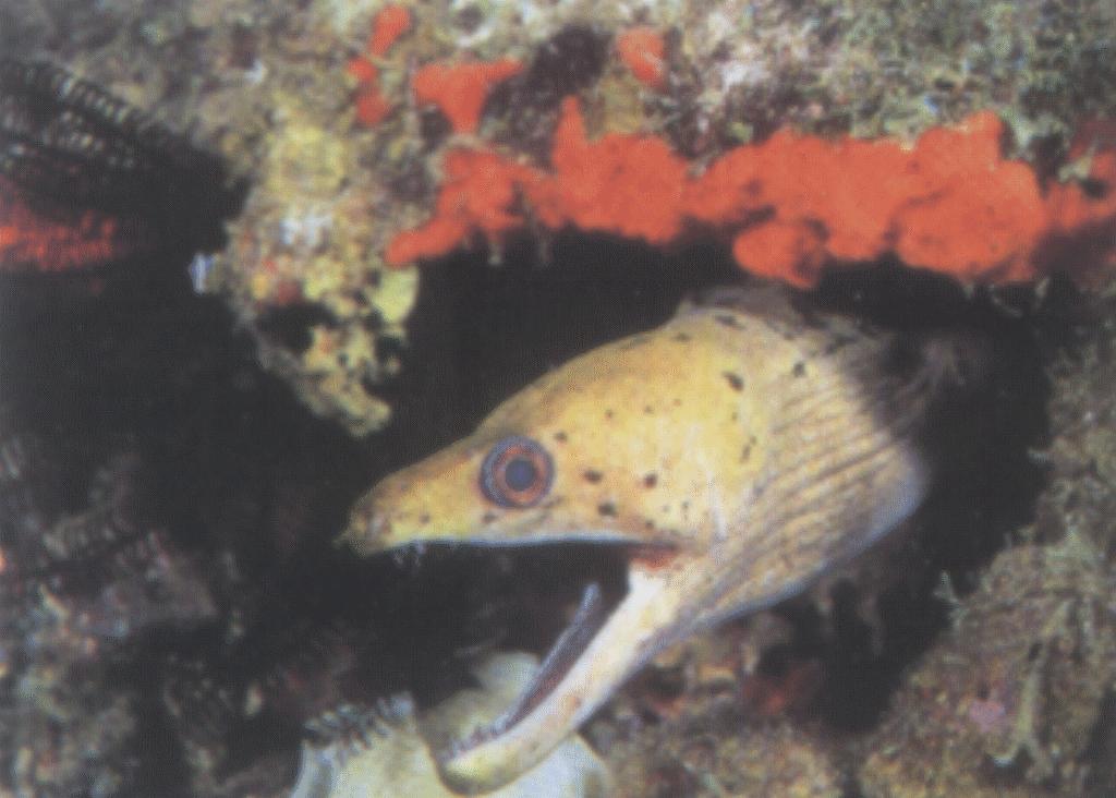 [LongSeaFish-YellowMorayEel-Head-animal11.jpg]