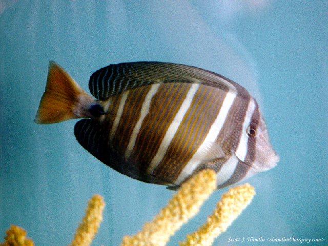 [MontereyBayAquarium-2-filefish.jpg]