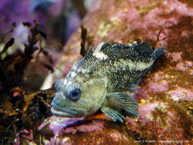 [MontereyBayAquarium-6-fish.jpg]
