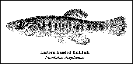 [PenDrawing-EasternBandedKillifishfish075.gif]