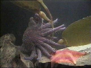 [PurpleStarfish.jpg]