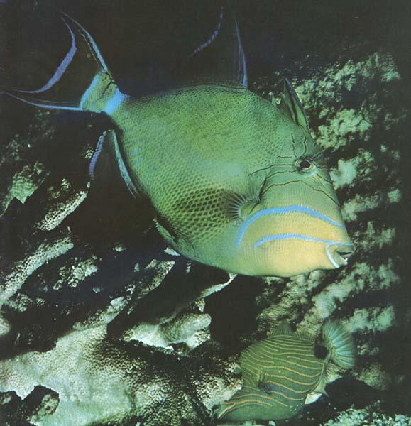 [QueenTriggerfish-Closeup.JPG]