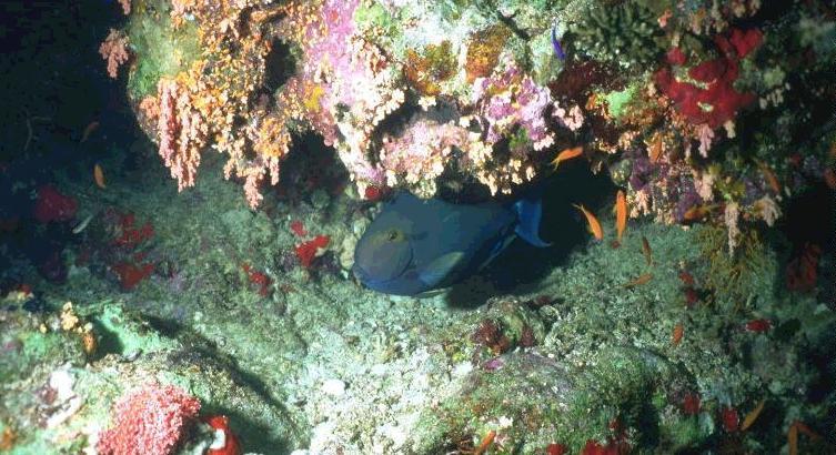 [QueenTriggerfish2-Under_coral_rock.jpg]