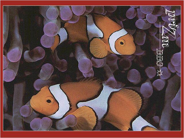 [ReefFish-0609PICG-2ClownfishesPair-InSeaAnemone.jpg]