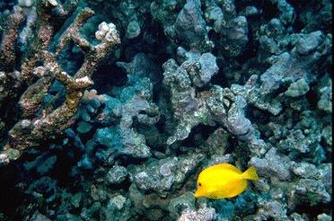 [ReefFish-YellowTangFish.jpg]