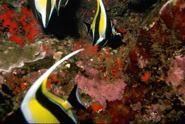 [ReefFish-midols-Bannerfishes.jpg]