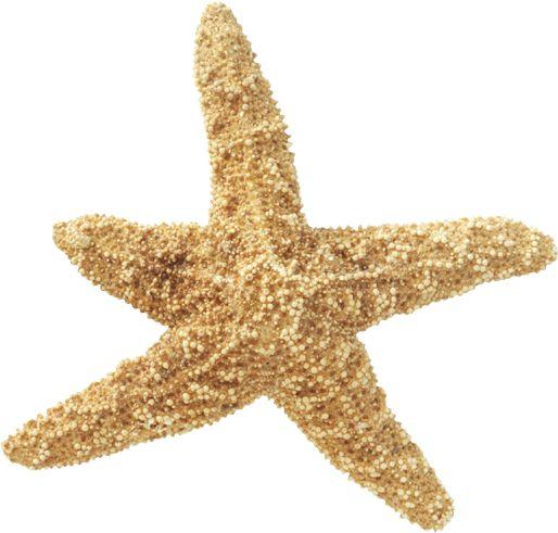 [Starfish_02-LightBrown.jpg]