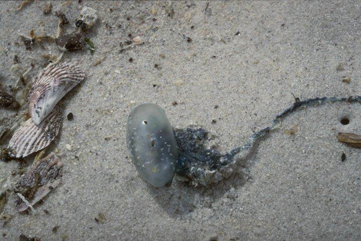 [Stranded_PortugueseMan-of-war1-Jellyfish-OnShore-WithShells.jpg]