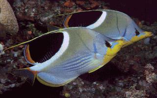 [TropicalFish-2BlueButterflyfishes.jpg]