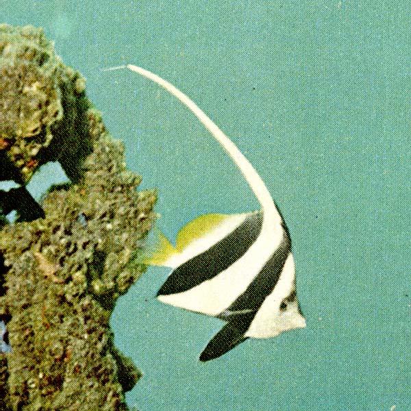 [TropicalFish01-Black_and_white_striped_Heniochus-Bannerfish.jpg]