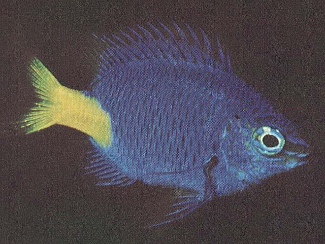 [TropicalFish05-YellowTailedBlueFish.jpg]