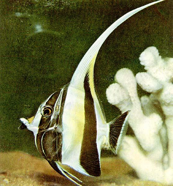 [TropicalFish11-Bannerfish.jpg]