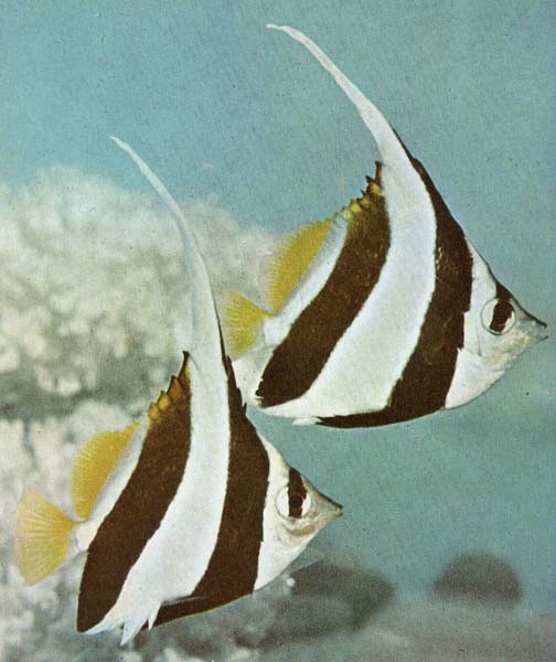[TropicalFish12-2Bannerfishes.jpg]