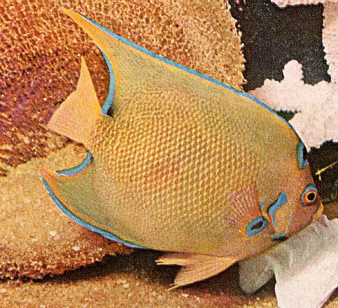 [TropicalFish14-BlueBorderYellowAngelfish.jpg]
