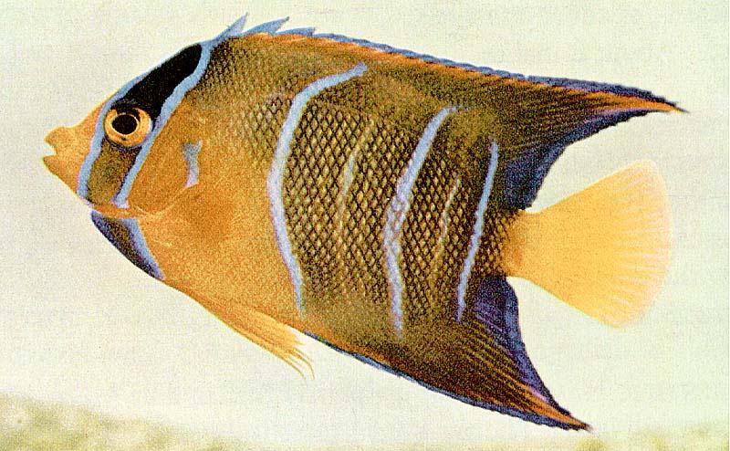 [TropicalFish15-BlueLinedAngelfish.jpg]