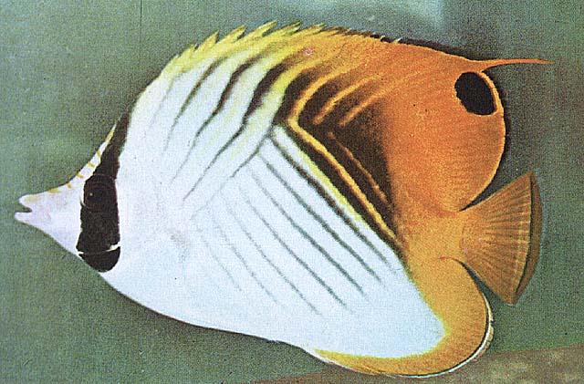 [TropicalFish19-angelfish.jpg]