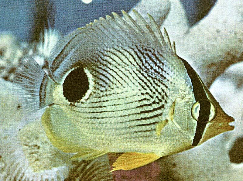 [TropicalFish20-angelfish.jpg]