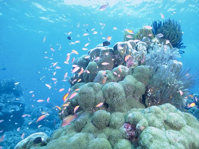 [UnderTheSea-d3d_Corals_n_TropicalFishes.jpg]