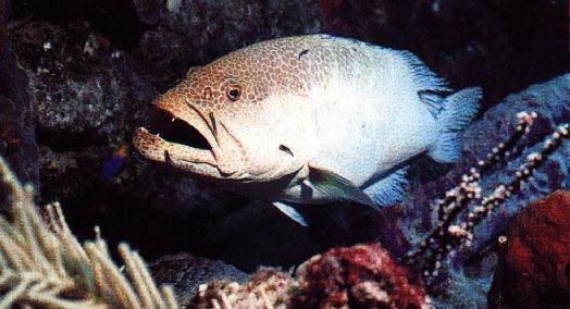 [UnderWater-GrouperFish1.jpg]