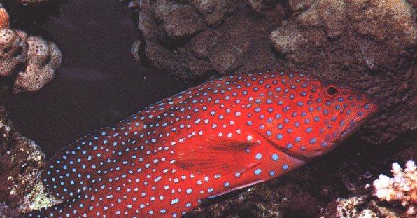 [UnderWater-GrouperFish3-Red.jpg]