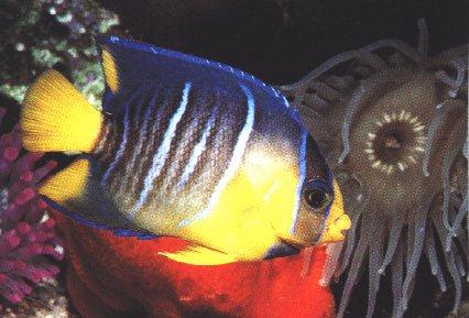 [UnderWaterPic02-TropicalFish-JellyFish.jpg]
