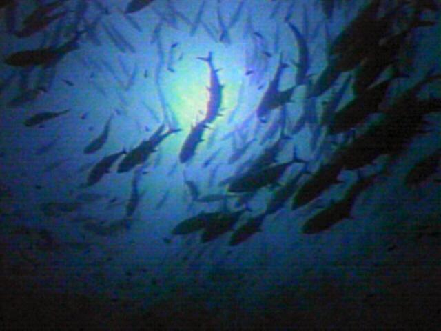 [UnderwaterFishes.jpg]