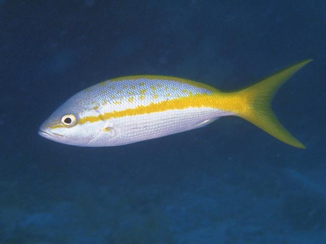 [Yellow-stripedTroficalFish_H03d0056.jpg]