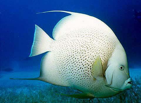 [angelfish-SpottedWhite-Closeup.jpg]