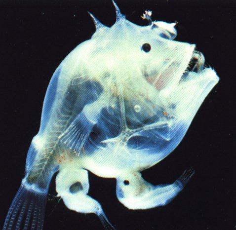 [anm13-DeepOceanFish-Transparent.jpg]