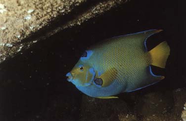 [area742-TropicalFish-WeirdButterflyfish.jpg]