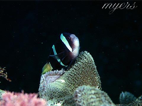 [black_anemonefish-On_SeaAnemone.jpg]