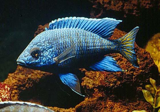 [bluefish4.jpg]