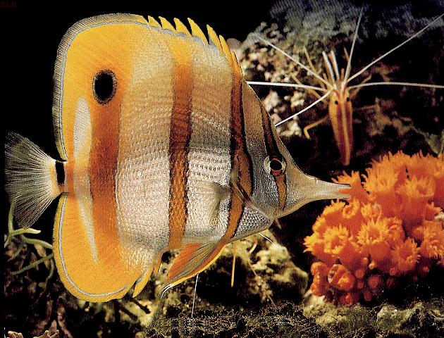 [butterflyfish1.jpg]