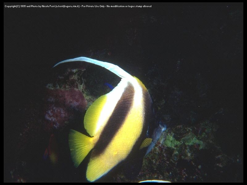 [deepsea-Bannerfish_closeup-sub00042.jpg]