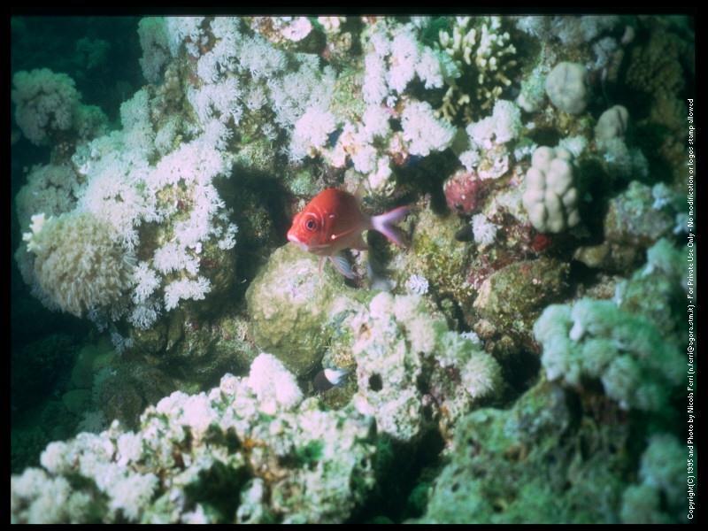 [deepsea-CoralFish-sub00041.jpg]