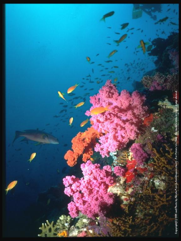 [deepsea-Pink_n_RedCorals-Fishes-sub00037.jpg]