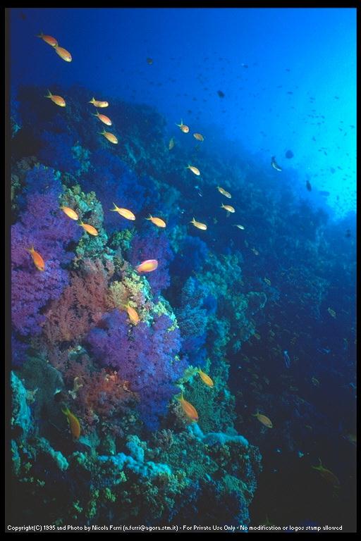 [deepsea-PurpleCorals_n_fishes-sub00068.jpg]