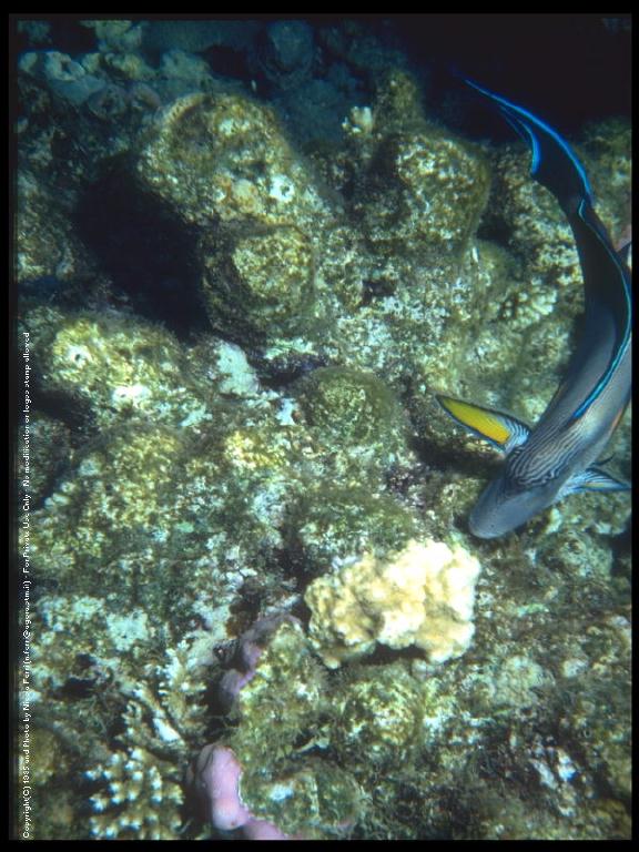 [deepsea-blueCoralFish-sub00071.jpg]
