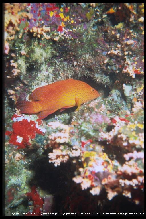 [deepsea-redfish-sub00036.jpg]