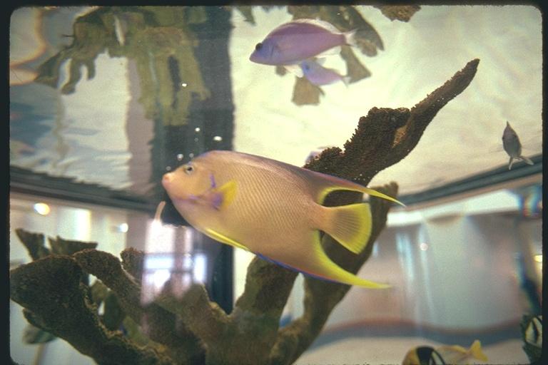 [ef0045_aquarium_fish.jpg]