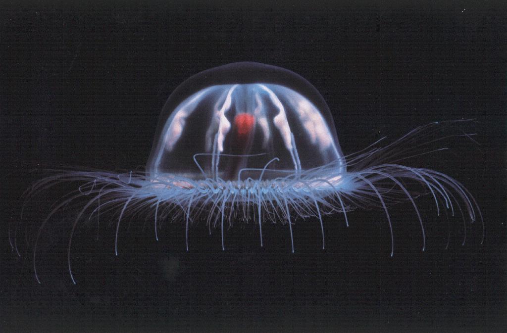 [jellyfish026.jpg]