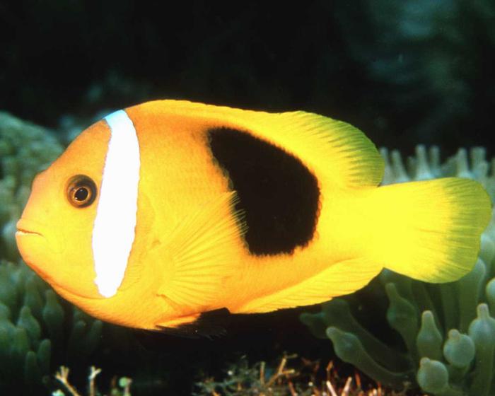 [sea0045-YellowClownfish-Closeup.jpg]