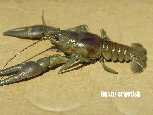[slide15-RustyCrayfish.jpg]