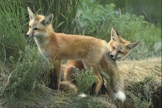 [2RedFoxes-tail-hide.jpg]
