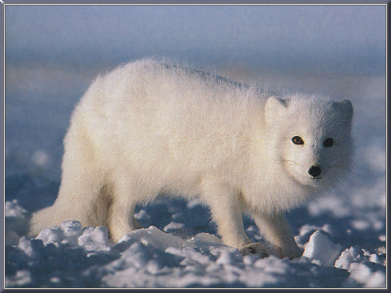 [ArcticFox_002-Standing_on_snow.jpg]
